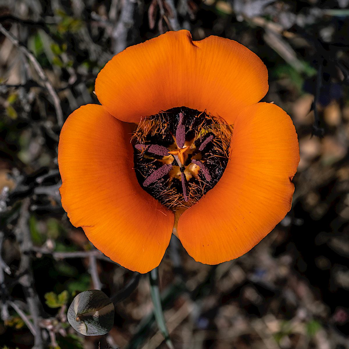 Orange Mariposa, Oracle State Park. April 2019.